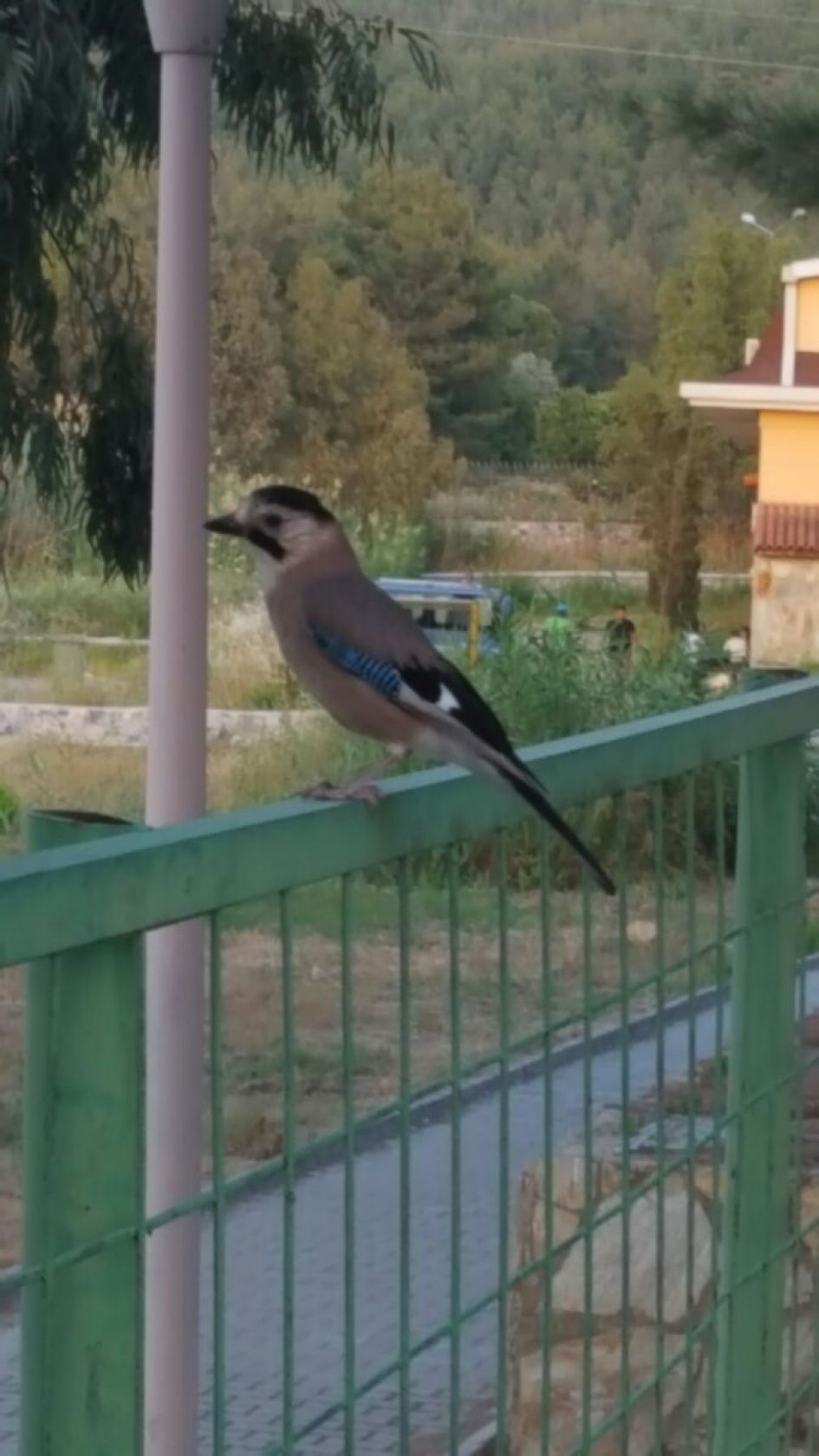 Wat is dit voor Vogel